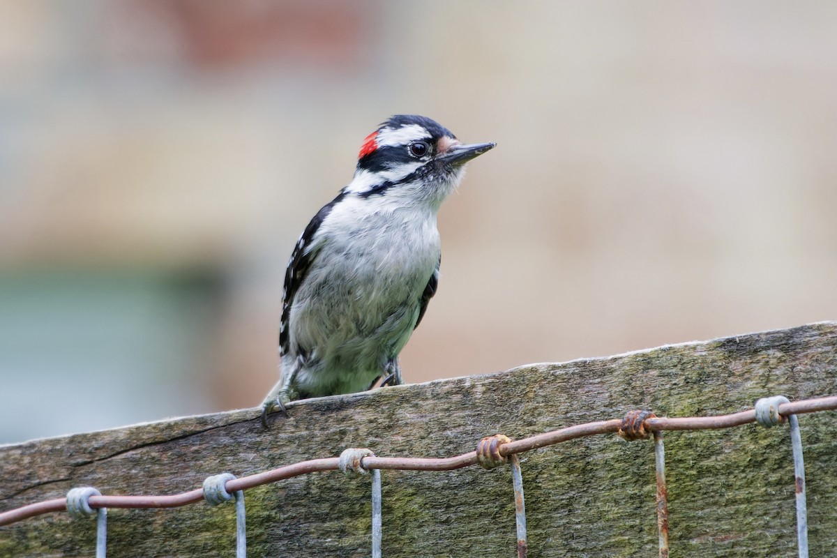 Downy Woodpecker - ML620300022