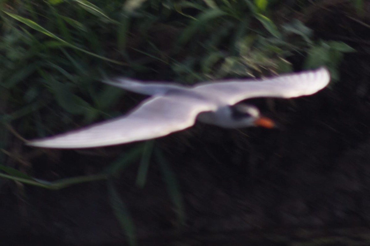Black-bellied Tern - ML620300028