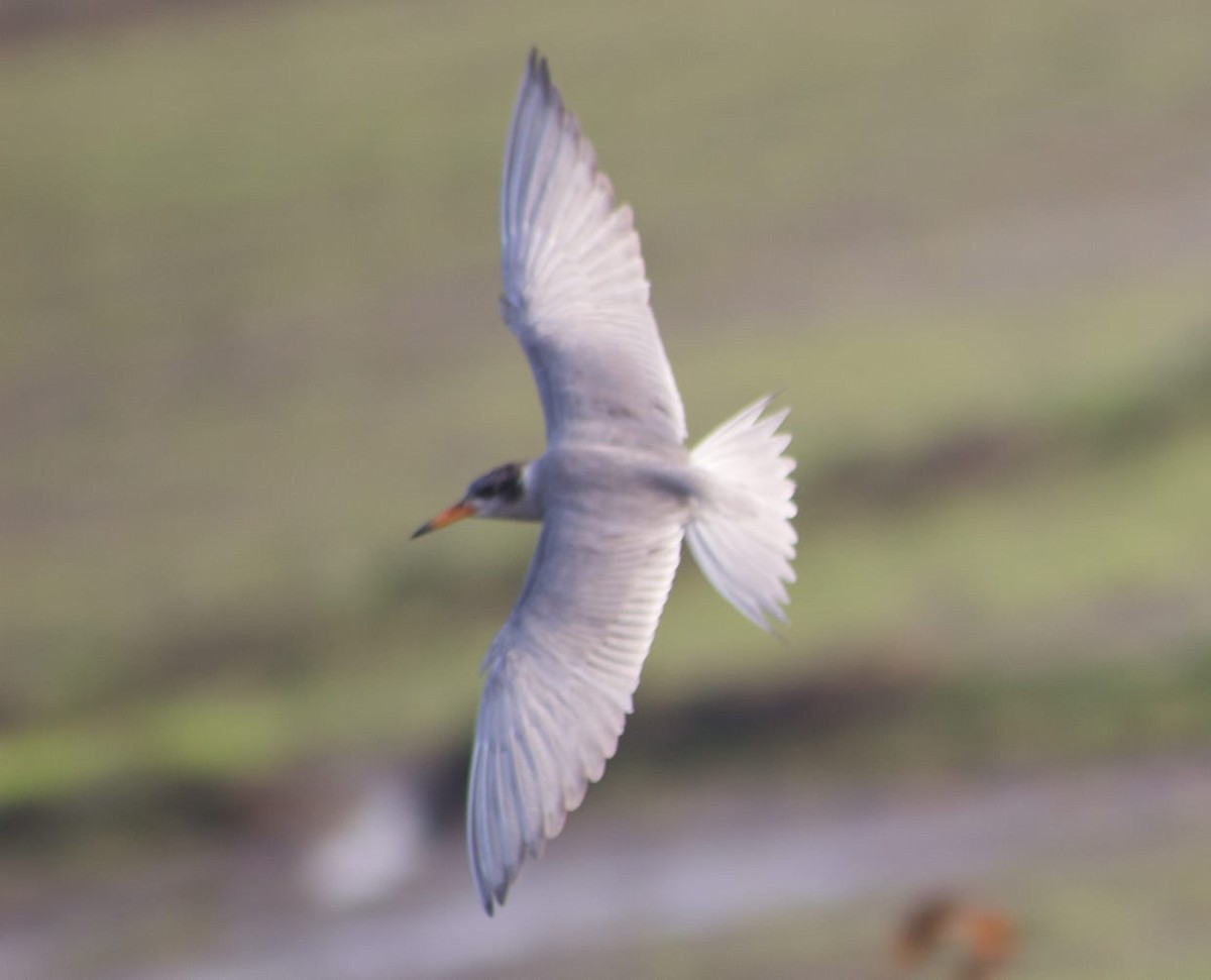 Black-bellied Tern - ML620300033