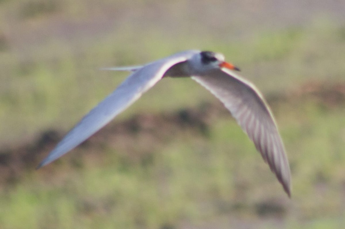 Black-bellied Tern - ML620300035