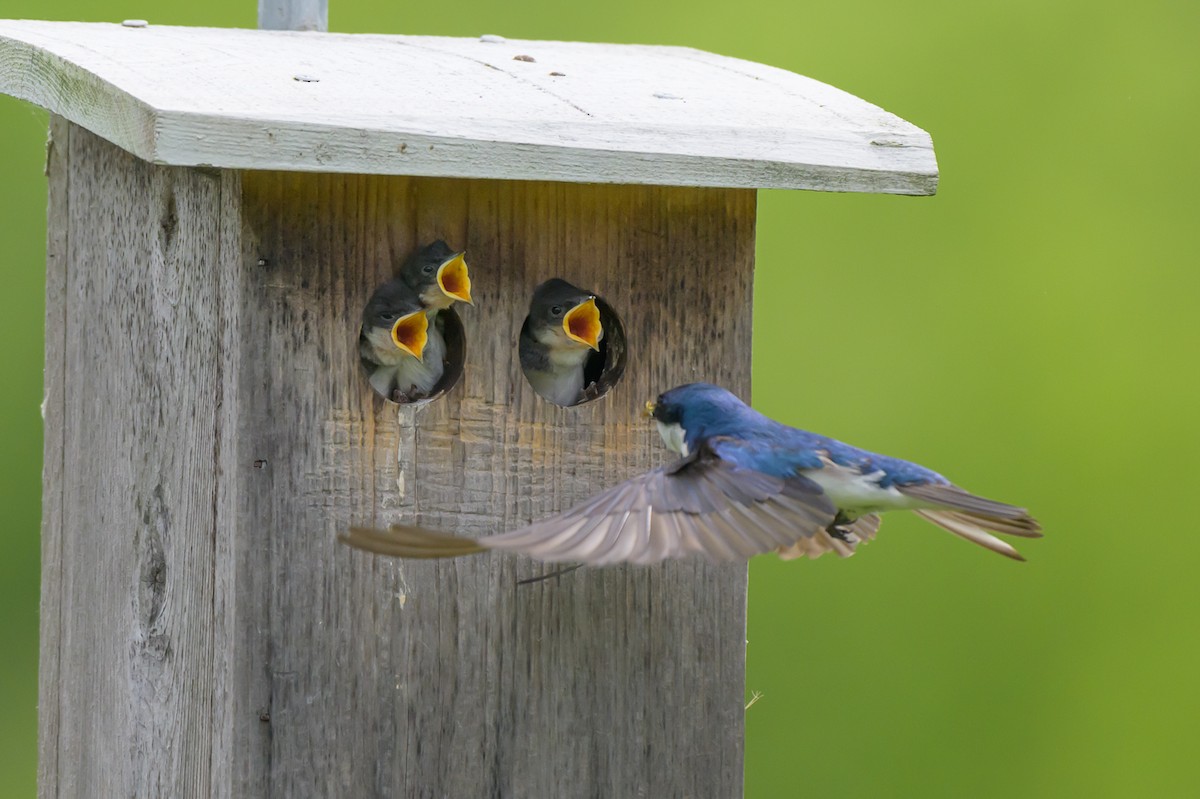 Tree Swallow - ML620300038