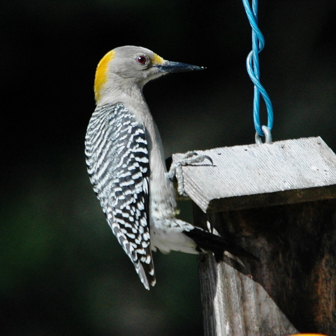 Golden-fronted Woodpecker - ML620300042