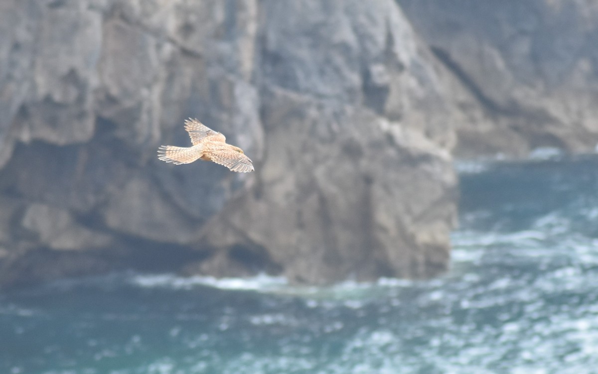 Eurasian Kestrel - ML620300043