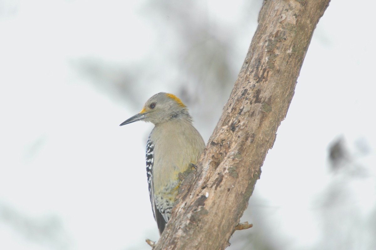 Golden-fronted Woodpecker - ML620300048