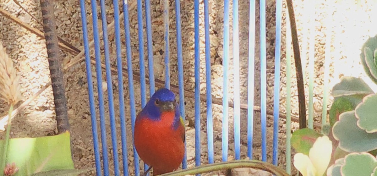 Painted Bunting - ML620300052