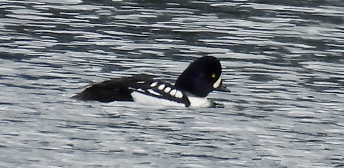 Barrow's Goldeneye - ML620300053