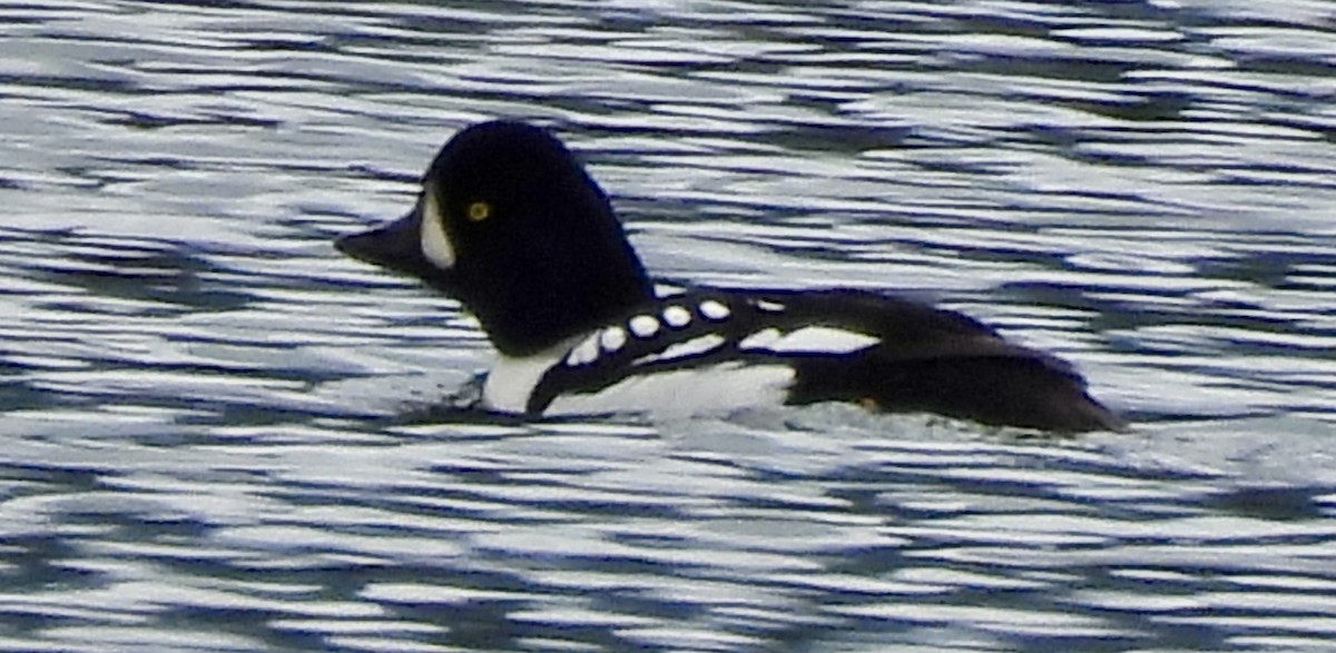 Barrow's Goldeneye - ML620300054