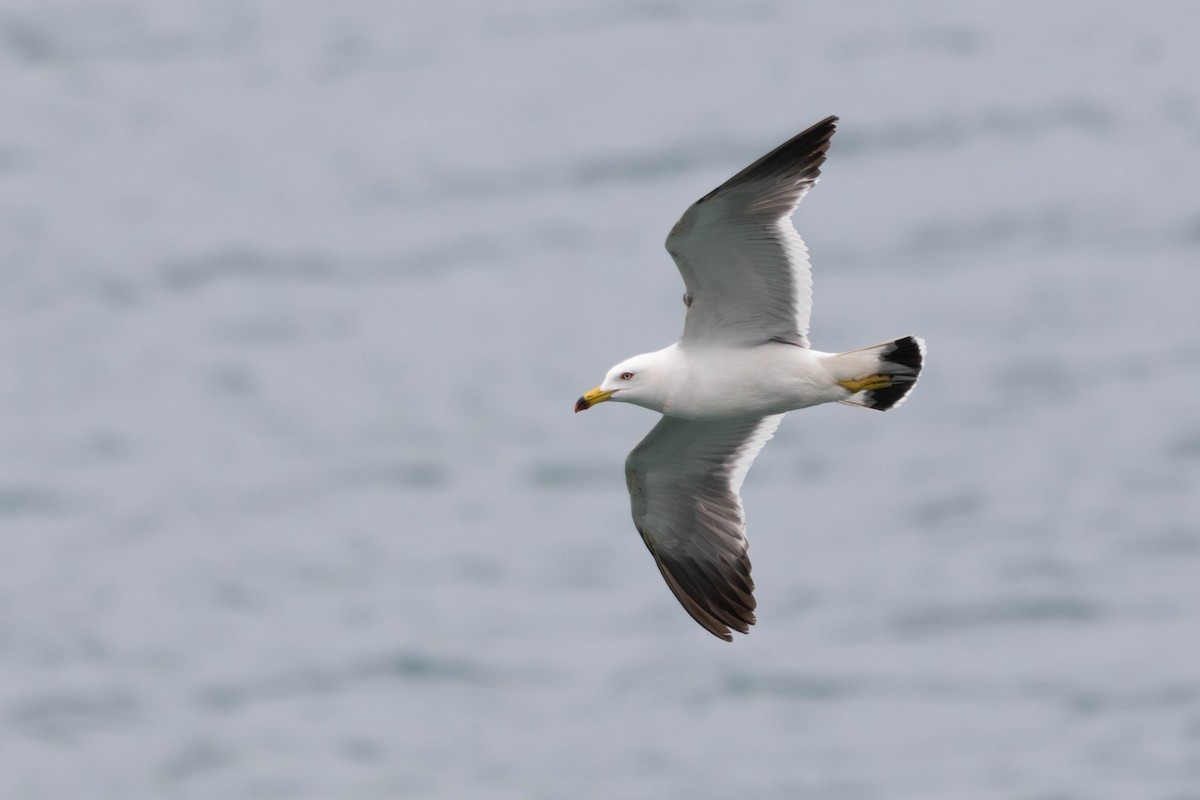 Black-tailed Gull - ML620300055