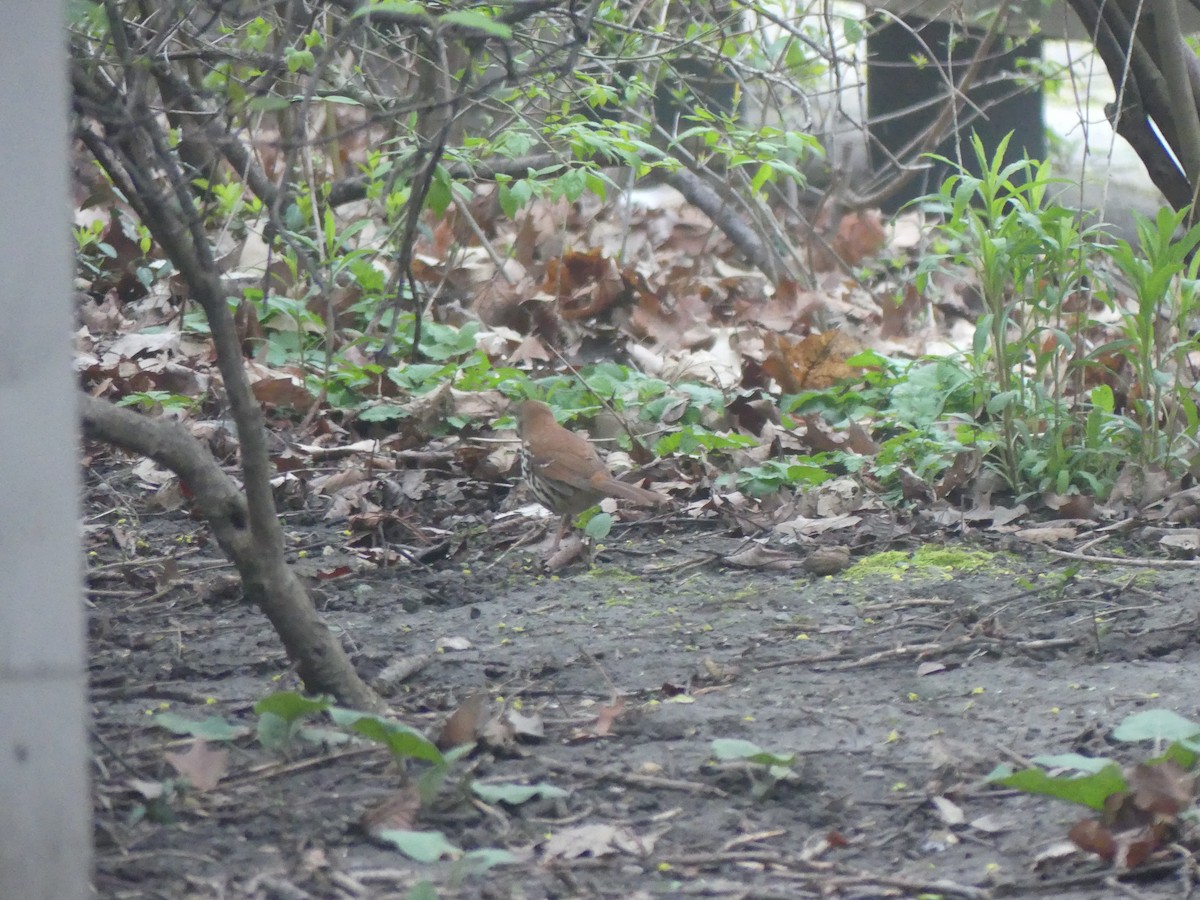 Wood Thrush - ML620300056