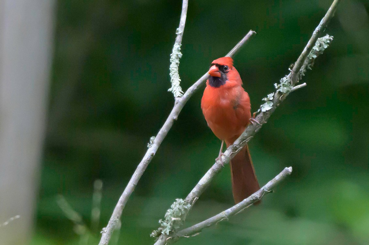 Northern Cardinal - ML620300064