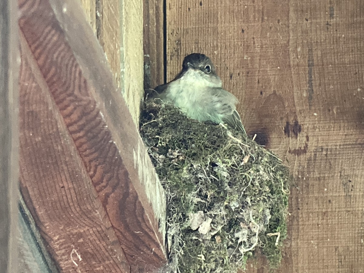 Eastern Phoebe - ML620300065