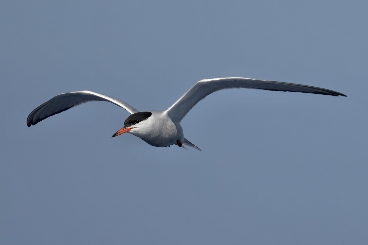 Common Tern - ML620300067