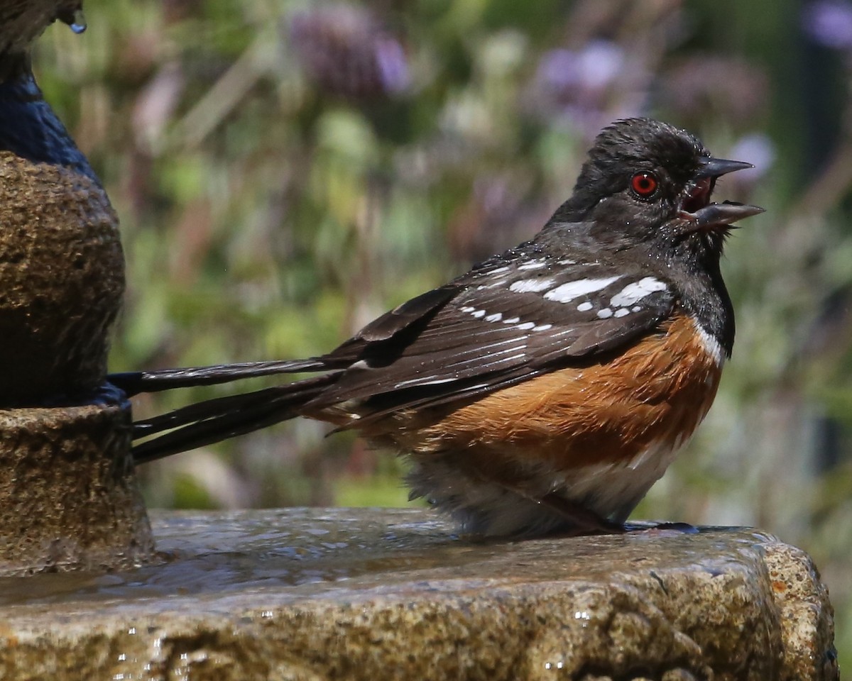 Spotted Towhee - ML620300068