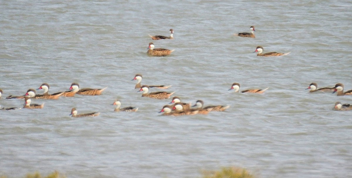 White-cheeked Pintail - ML620300069