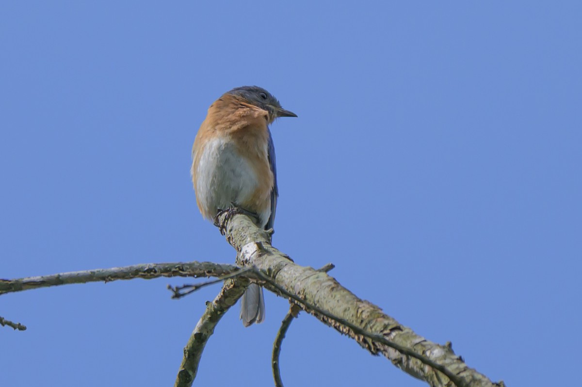 Eastern Bluebird - ML620300070