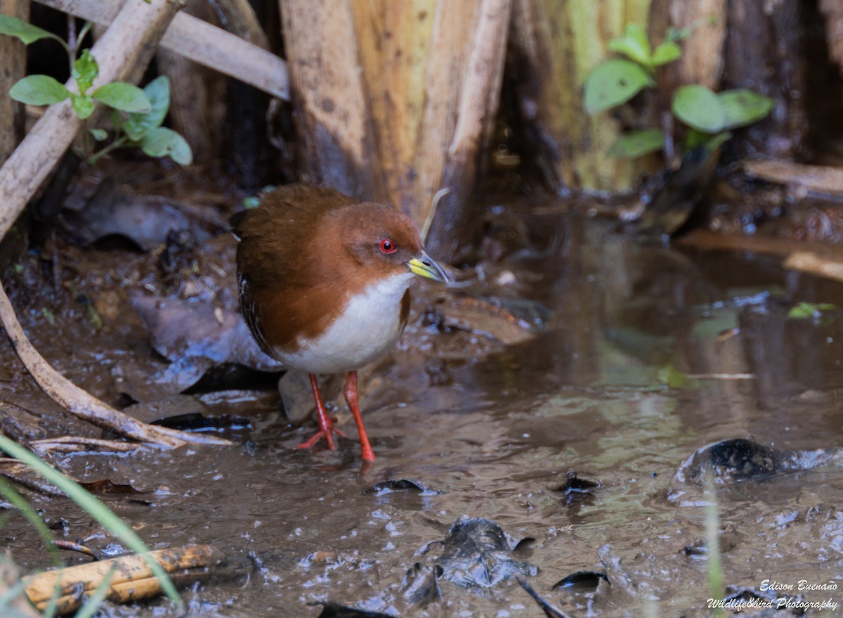 Red-and-white Crake - ML620300072