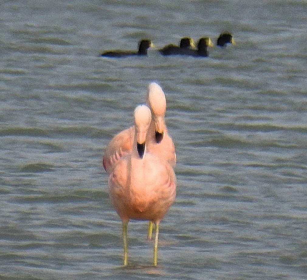 Chilean Flamingo - ML620300073