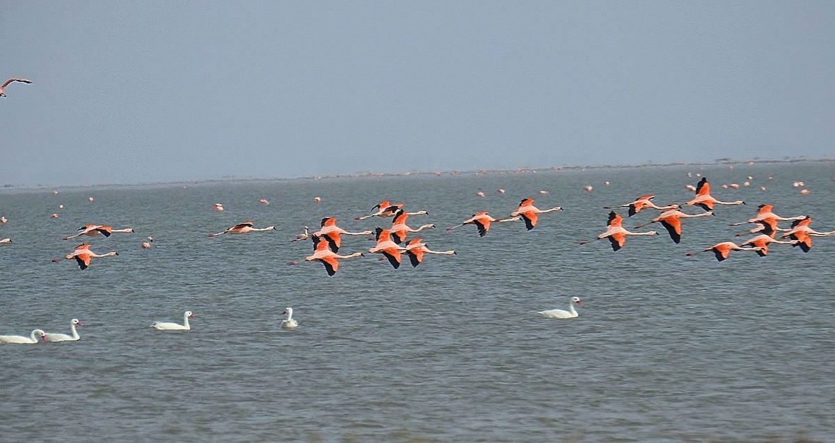 Chilean Flamingo - ML620300074