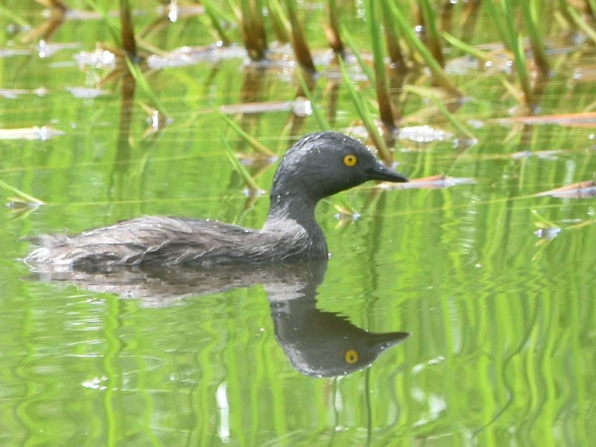 Least Grebe - ML620300077