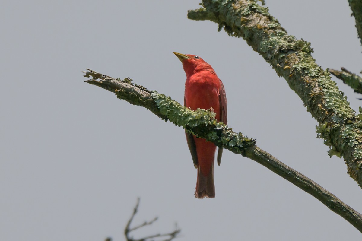 Summer Tanager - ML620300078