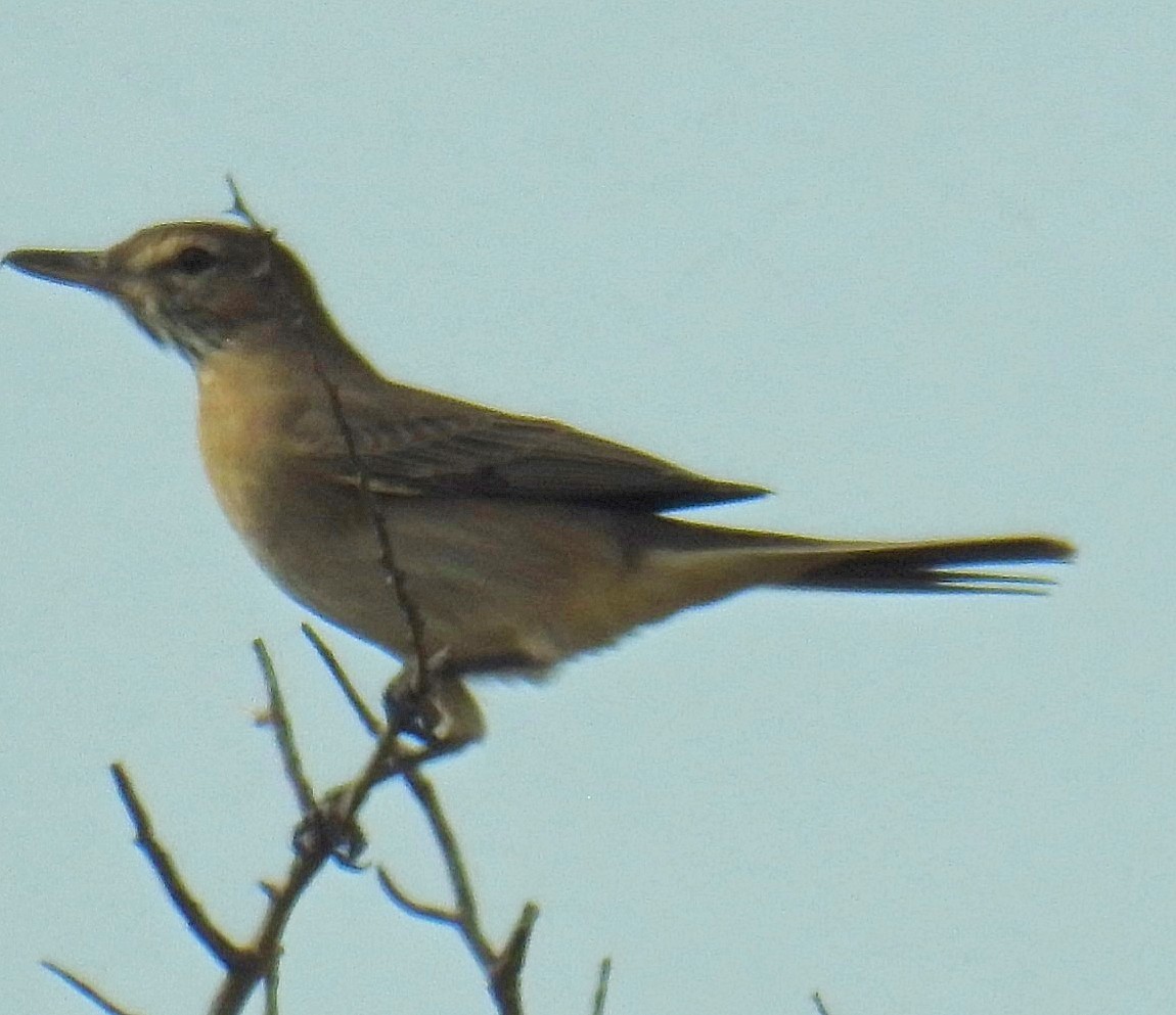 Gray-bellied Shrike-Tyrant - ML620300089