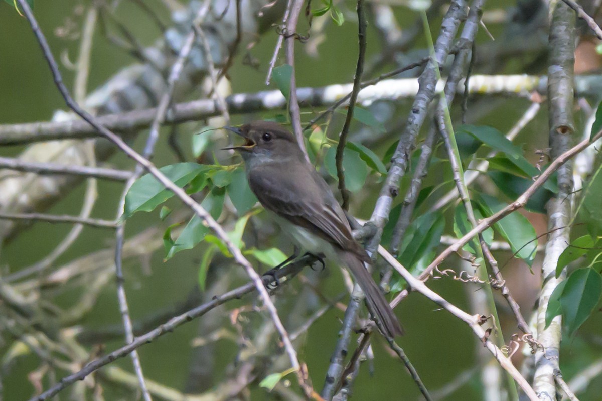 Eastern Phoebe - ML620300093