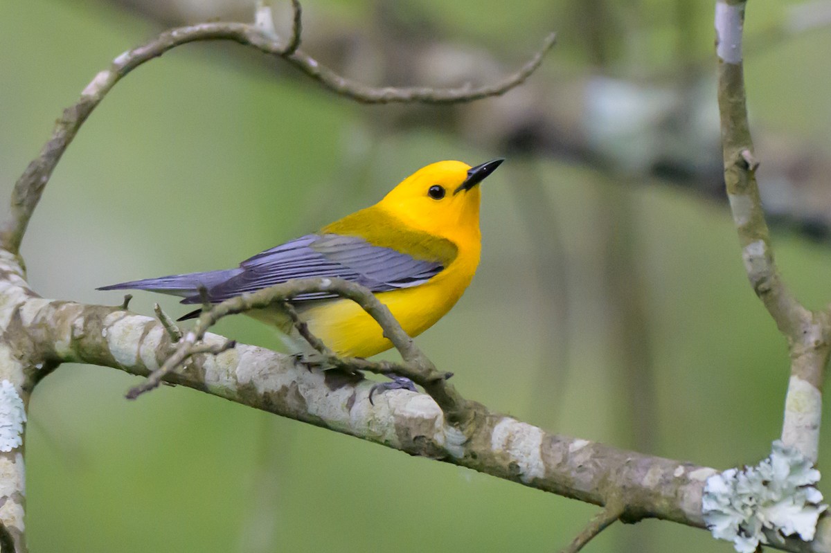 Prothonotary Warbler - ML620300098