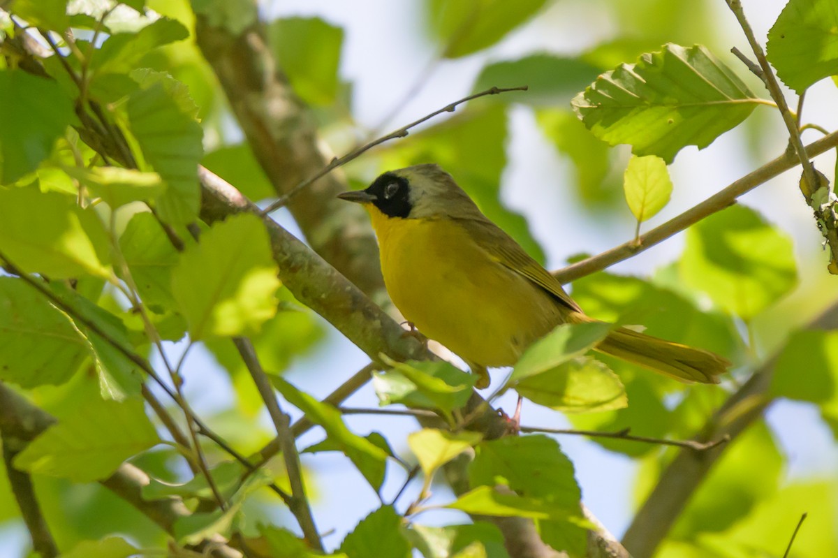 Common Yellowthroat - ML620300103