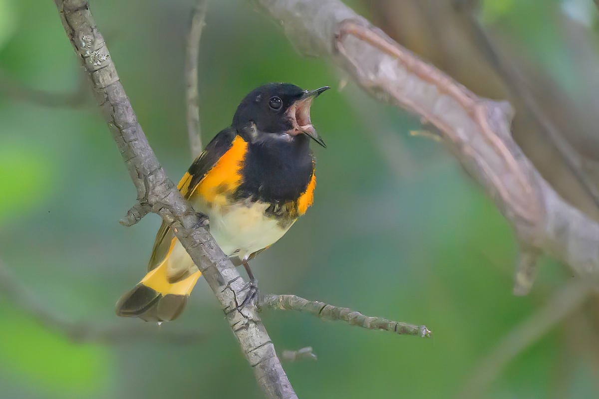 American Redstart - ML620300110