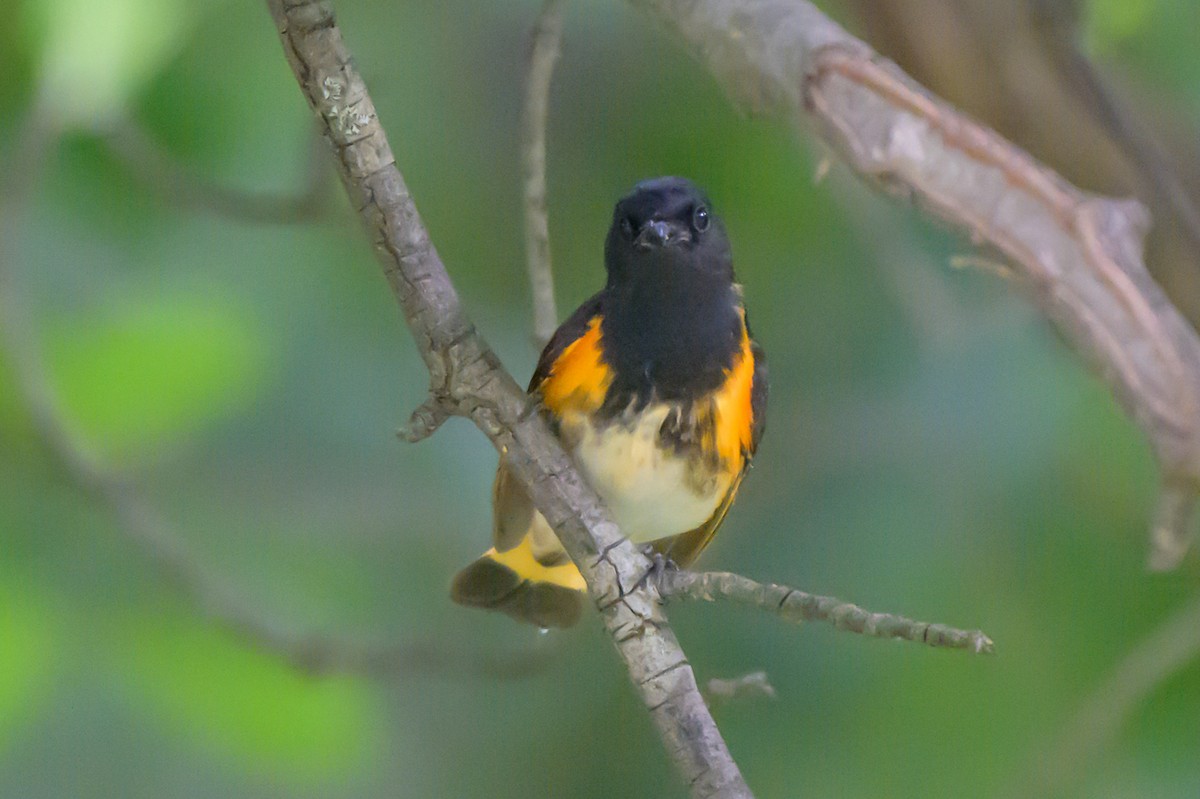 American Redstart - ML620300111