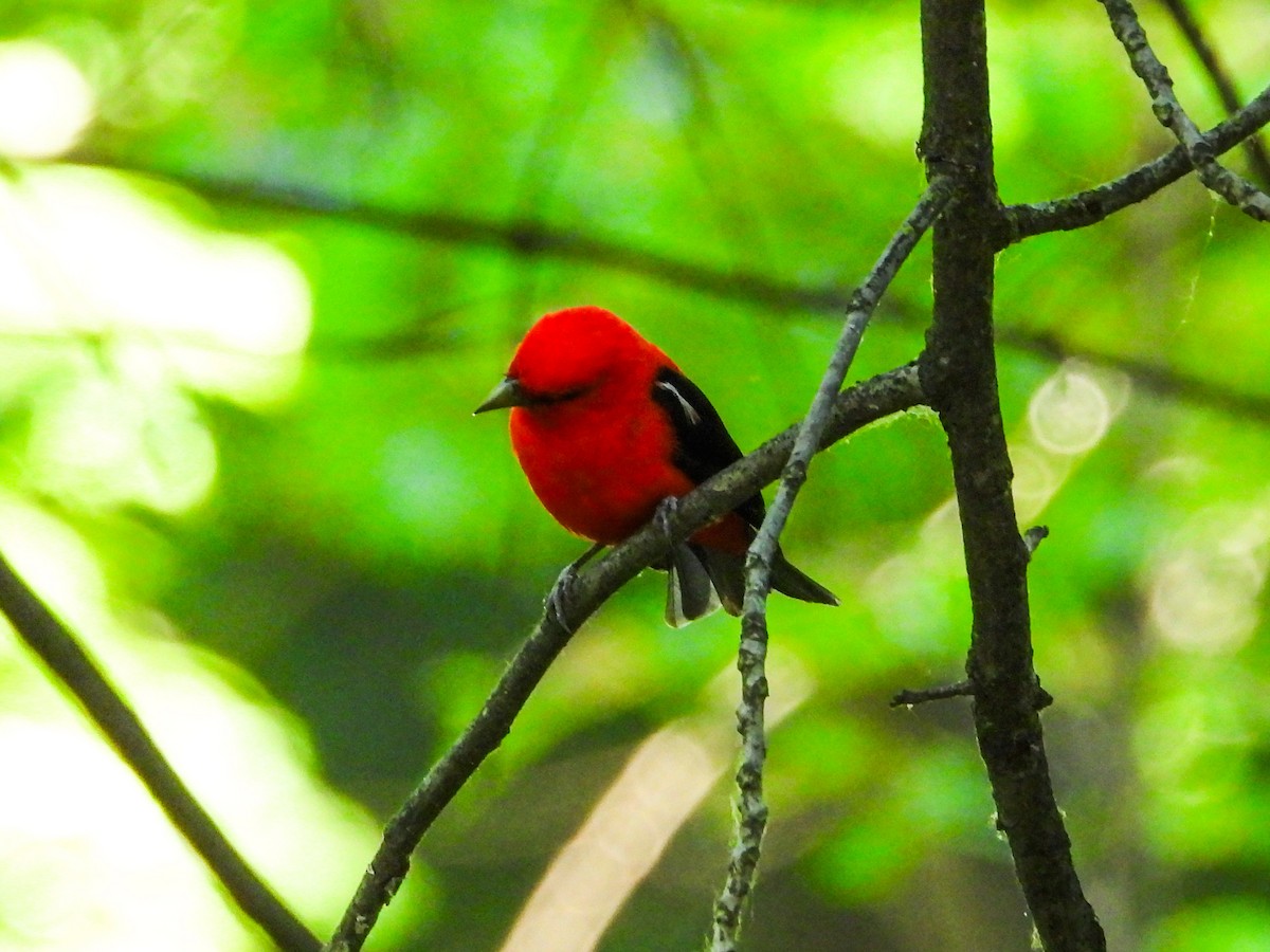 Scarlet Tanager - ML620300114