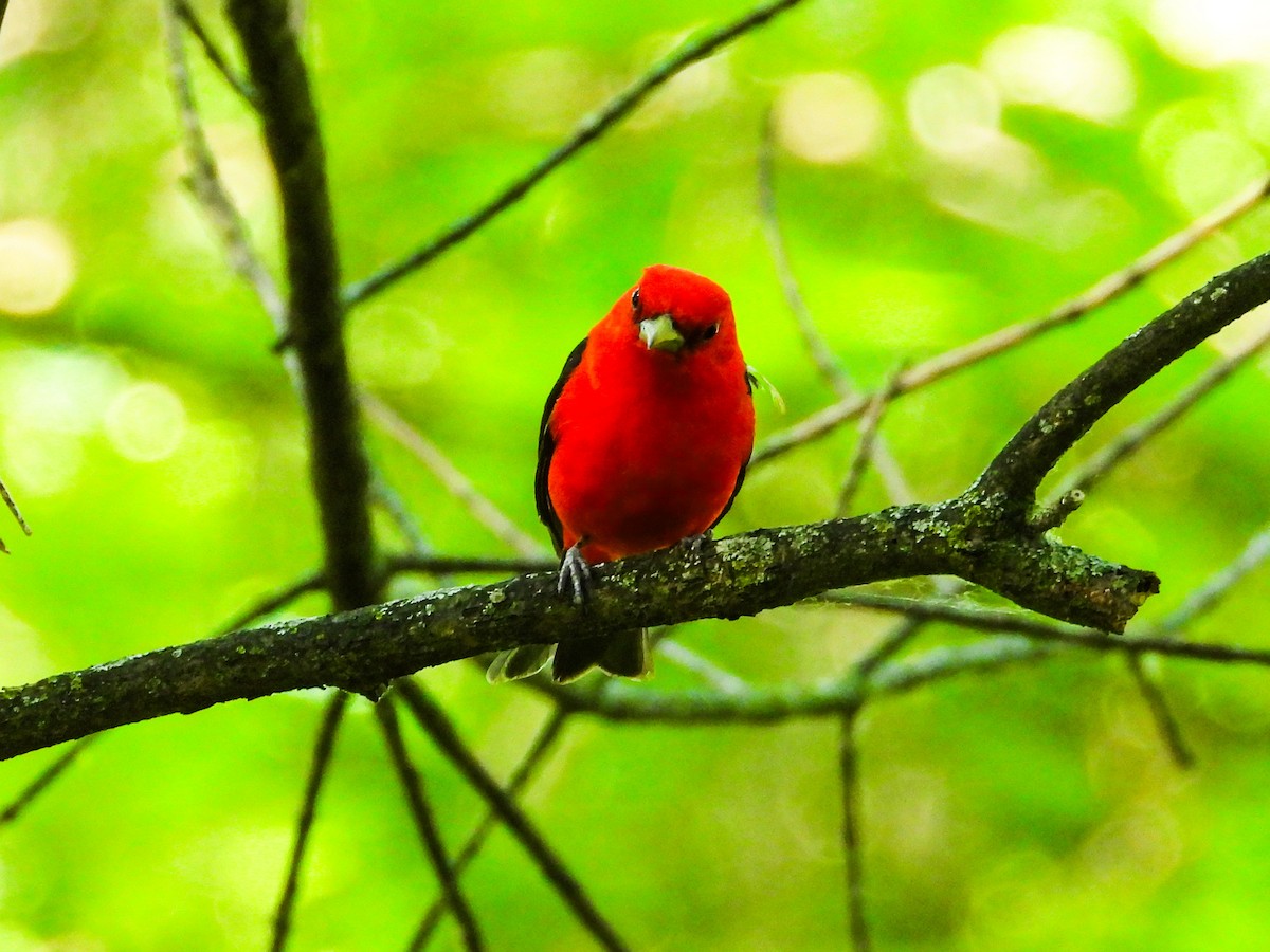 Scarlet Tanager - ML620300115