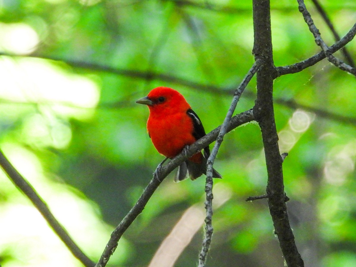 Scarlet Tanager - ML620300116