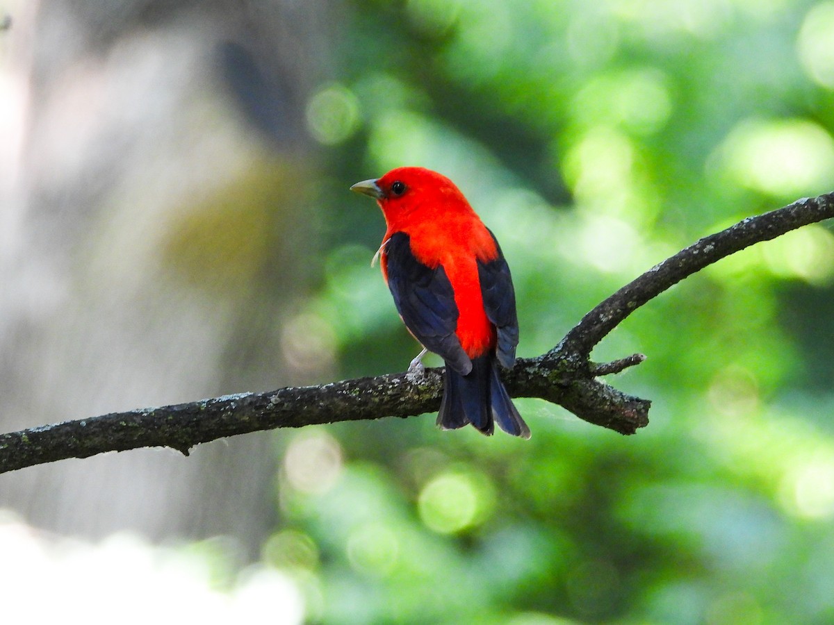 Scarlet Tanager - ML620300122