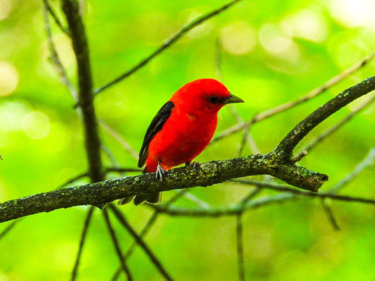 Scarlet Tanager - ML620300123