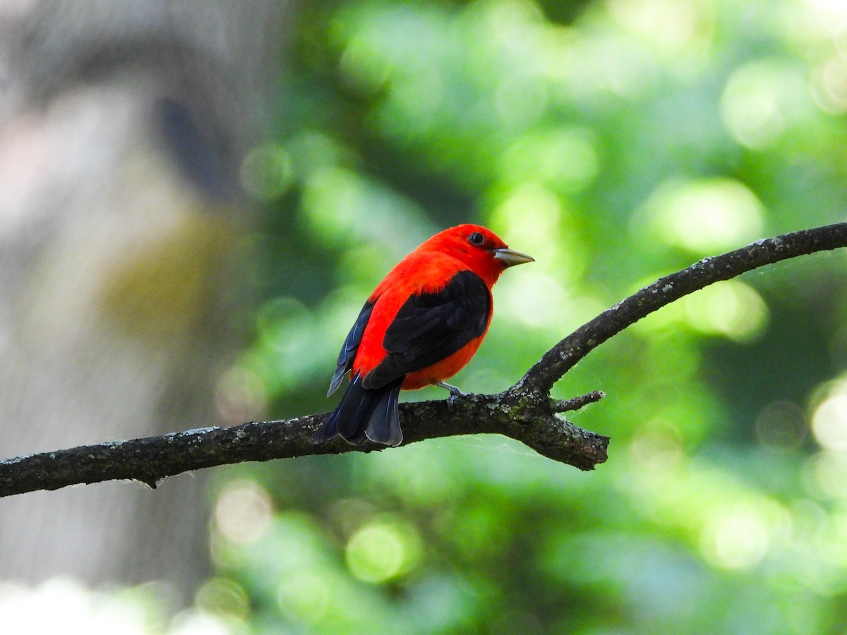 Scarlet Tanager - ML620300124