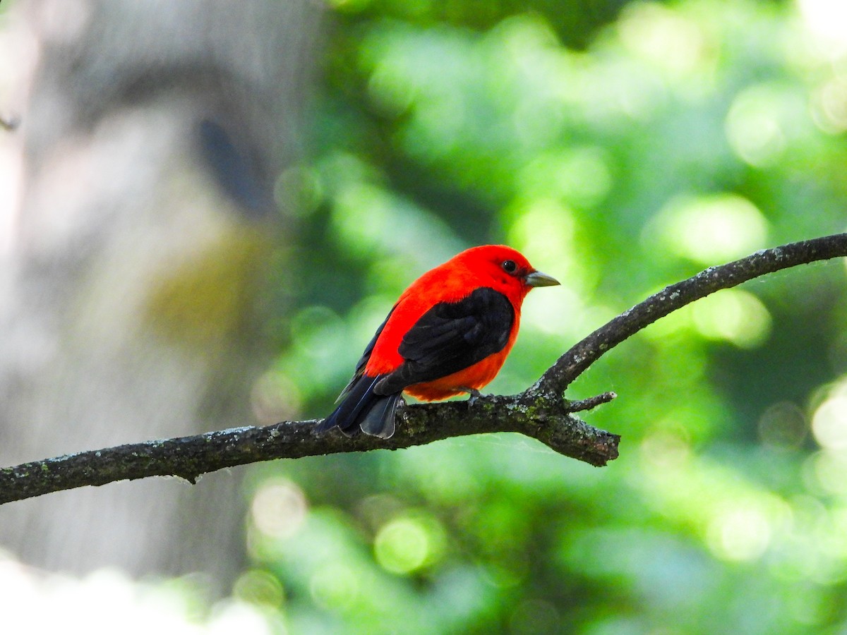 Scarlet Tanager - ML620300126