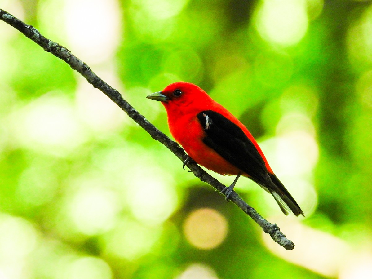 Scarlet Tanager - ML620300127