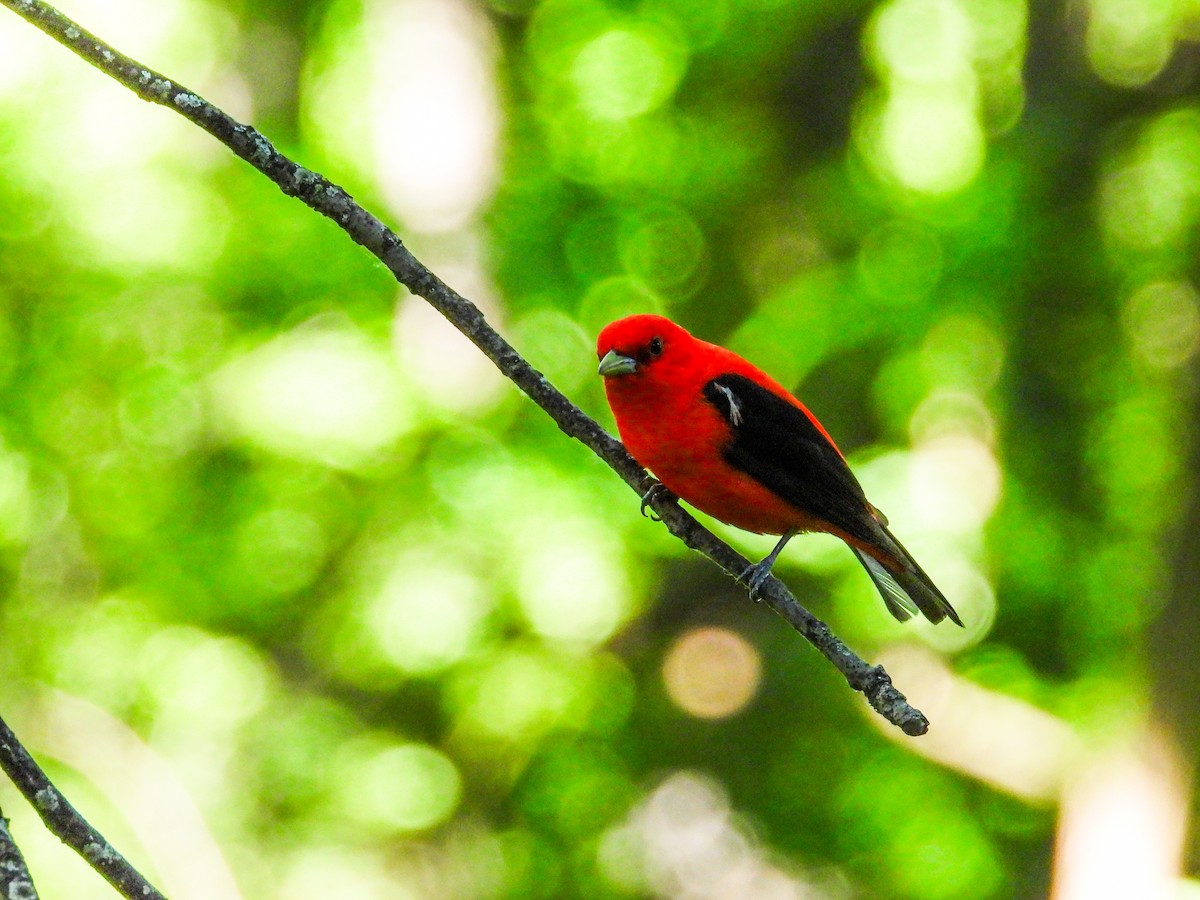 Scarlet Tanager - ML620300130
