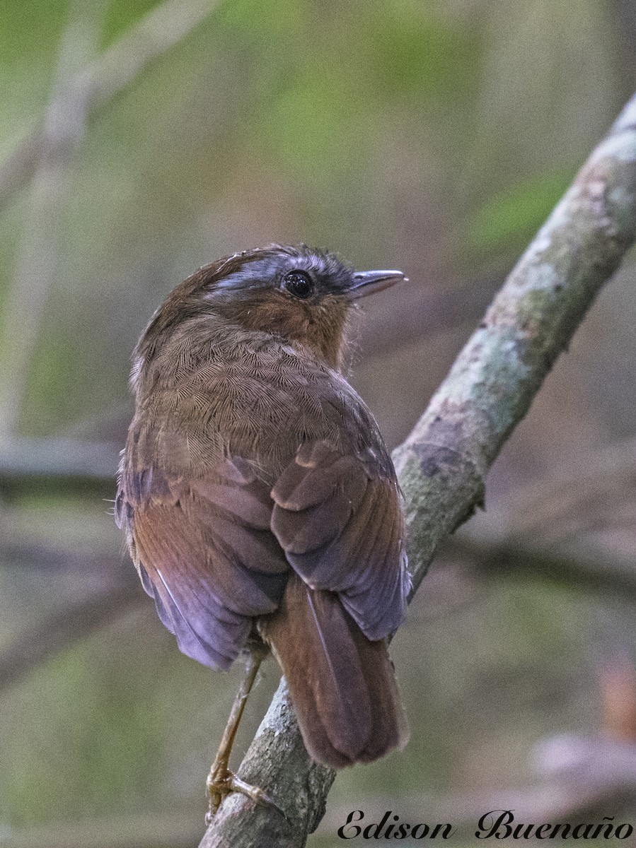 Rufous Gnateater - ML620300139