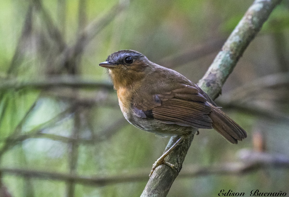 Rufous Gnateater - ML620300140