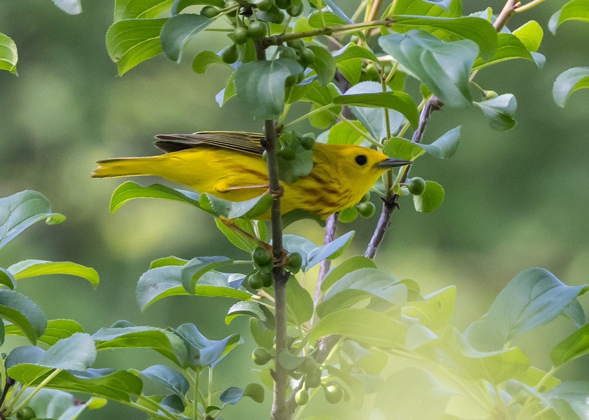 Yellow Warbler - ML620300142