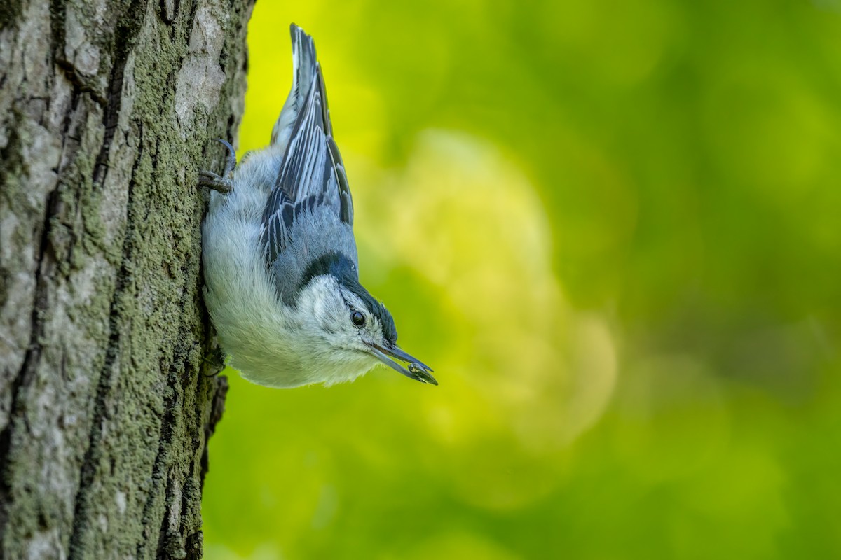 White-breasted Nuthatch - ML620300143
