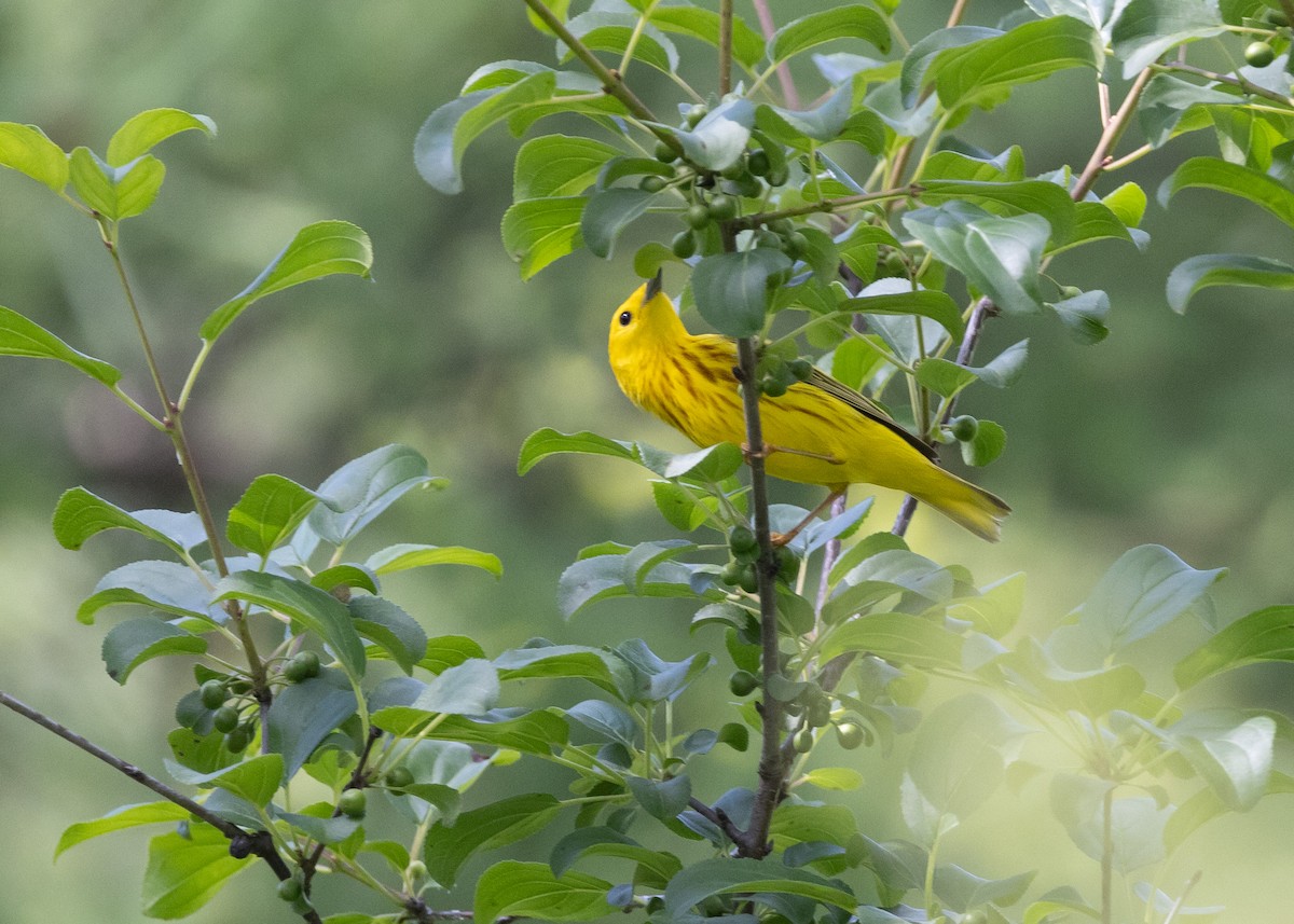 Paruline jaune - ML620300144