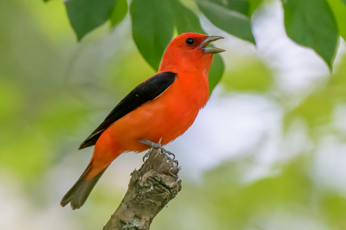 Scarlet Tanager - ML620300146