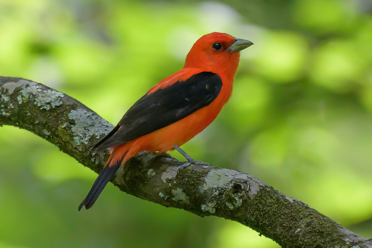 Scarlet Tanager - ML620300147