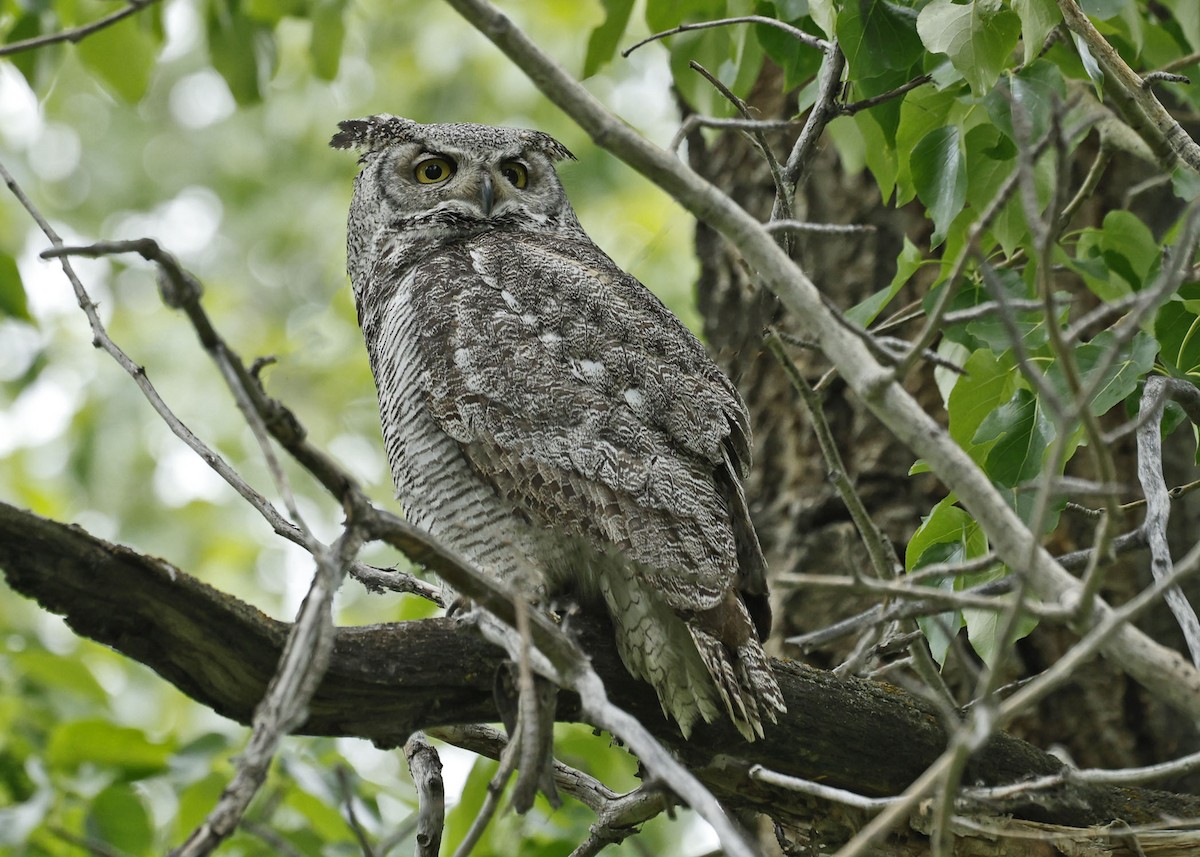 Great Horned Owl - ML620300148