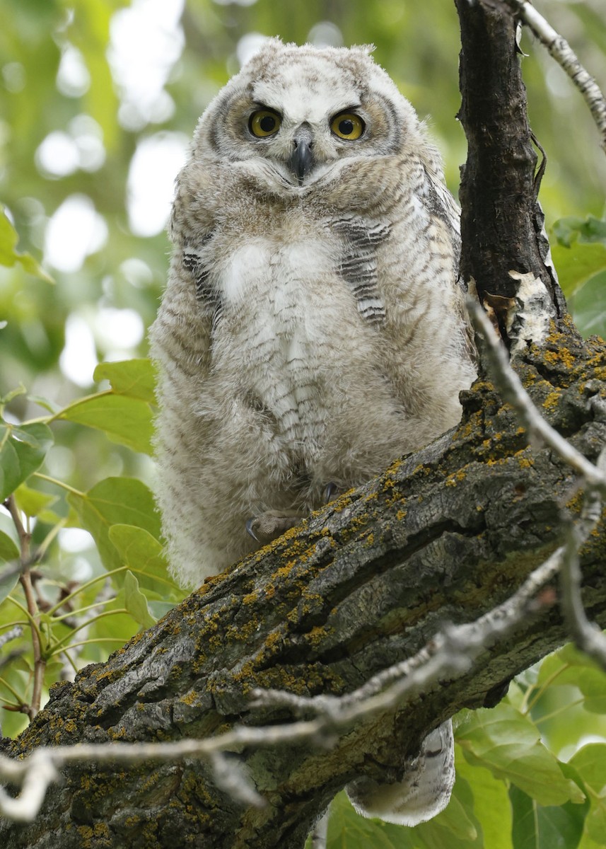 Great Horned Owl - ML620300149