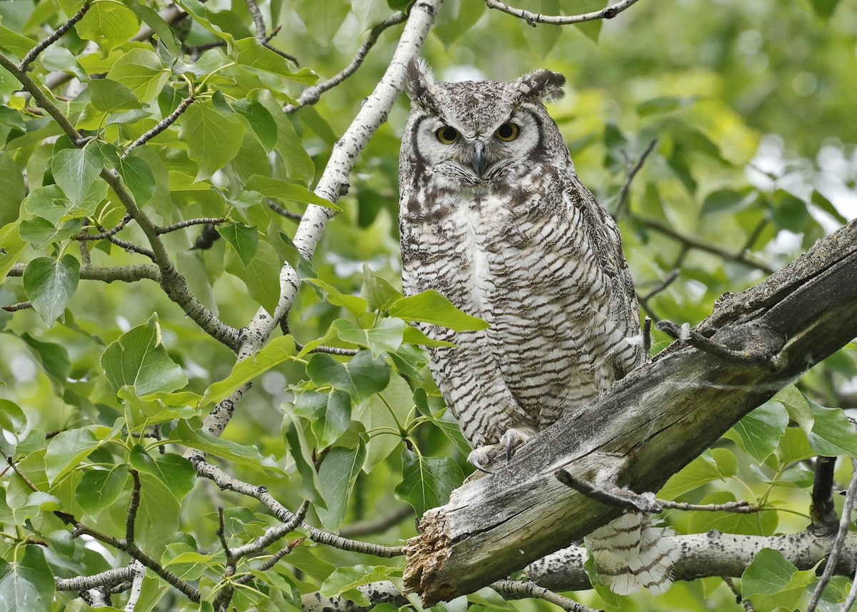 Great Horned Owl - ML620300150