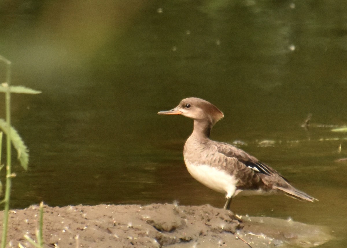 Hooded Merganser - ML620300156